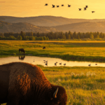 8 Destinations for Wildlife Viewing in the USA
