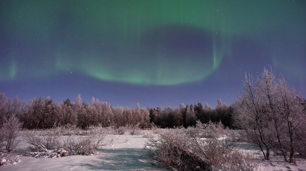 Aurora Borealis glowing green across snowy spruce forest in Rovaniemi Lapland