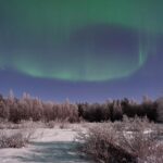 Aurora Borealis glowing green across snowy spruce forest in Rovaniemi Lapland