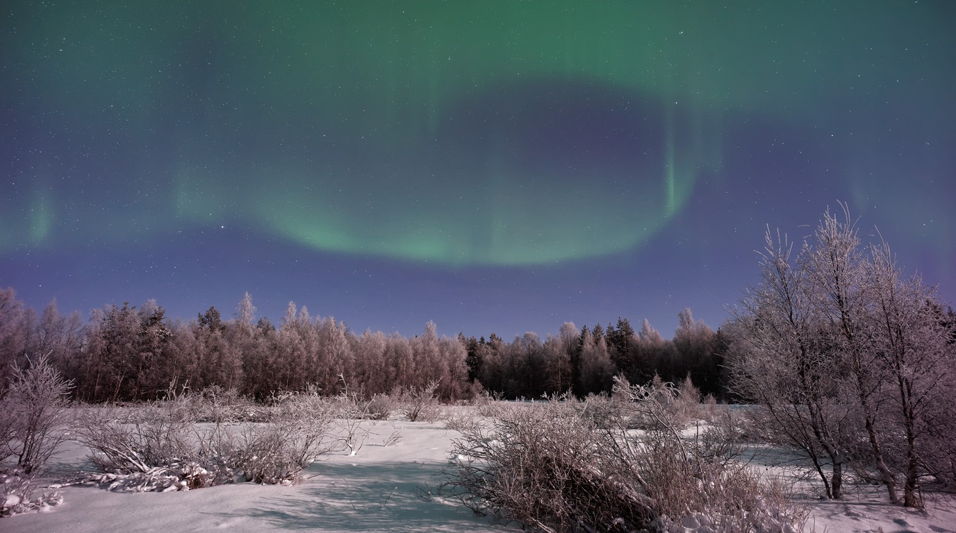 Vibrant green northern lights aurora borealis glowing above snow-covered pine forests in Rovaniemi Finnish Lapland
